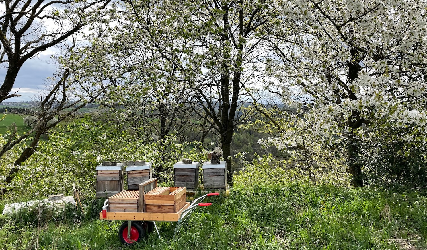 Bienenstand im Frühjahr